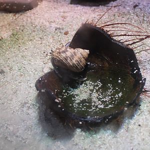 Hermite crab - Coenobita rugosus