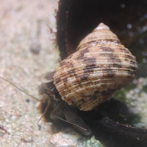 Hermite crab - Coenobita rugosus
