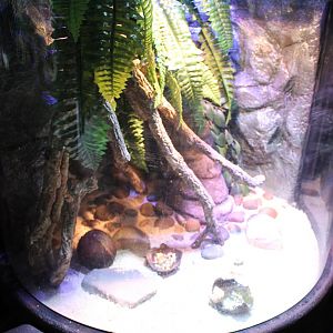 Enclosure Hermite crab - Coenobita rugosus