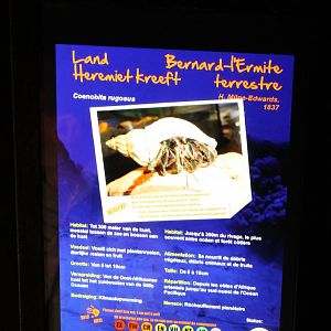 Sign Hermite crab - Coenobita rugosus