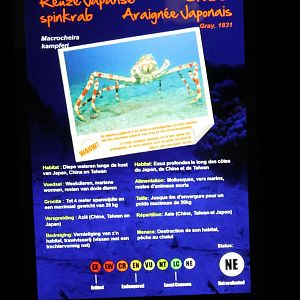 Sign Japanese giant spider crab