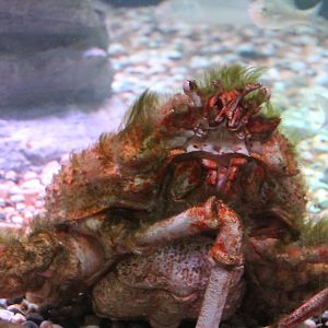 Japanese giant spider crab