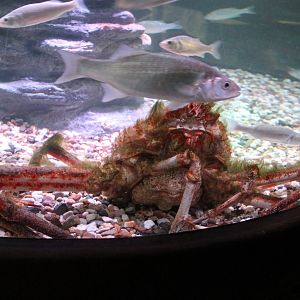 Japanese giant spider crab