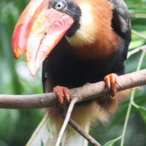 Rufous hornbill