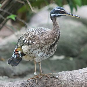 Sunbittern