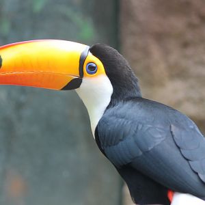 Toco toucan