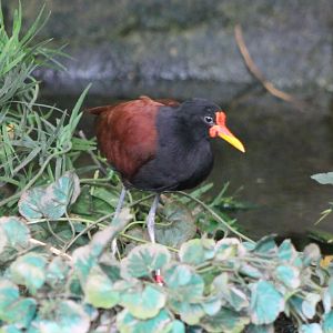 Wattled jacana