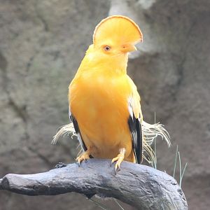 IMG_3727 Guianan cock-of-the-rock male