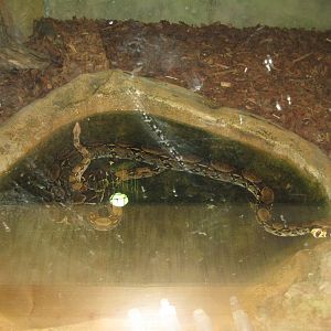 Parc Merveilleux - Amazonia - boa constrictor exhibit
