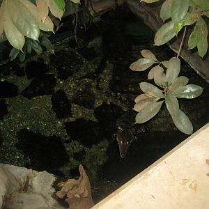 Parc Merveilleux - Amazonia - Morelet's crocodile exhibit