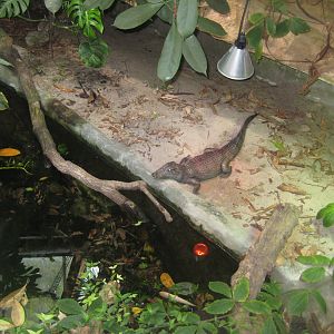 Parc Merveilleux - Amazonia - Yacare caiman exhibit