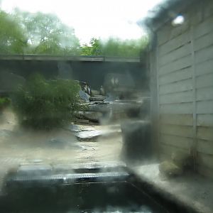 Parc Merveilleux - Amazonia - Humboldt penguin exhibit