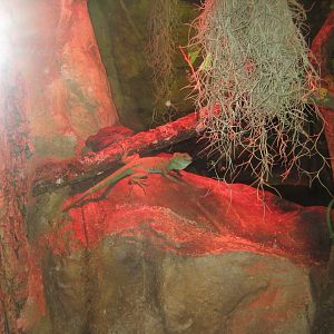 Parc Merveilleux - Amazonia - plumed basilisk exhibit