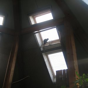 Parc Merveilleux - Amazonia - emperor tamarin and Tataupa tinamou exhibit