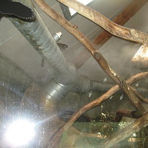 Parc Merveilleux - Amazonia - emperor tamarin and Tataupa tinamou exhibit