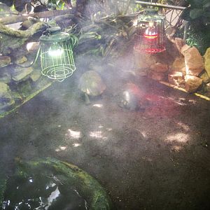 Parc Merveilleux - Amazonia - yellow-footed tortoise exhibit