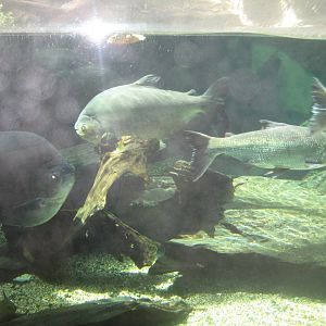 Parc Merveillex - Amazonia - big aquarium