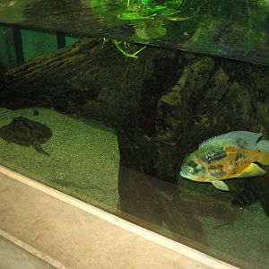 Parc Merveilleux - Amazonia - ray and cichlid aquarium