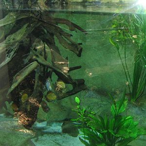 Parc Merveilleux - Amazonia - discus aquarium