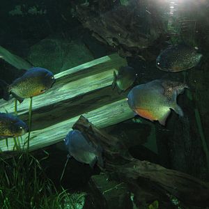 Parc Merveilleux - Amazonia - black spot piranha aquarium