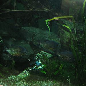 Parc Merveilleux - Amazonia - black spot piranha aquarium