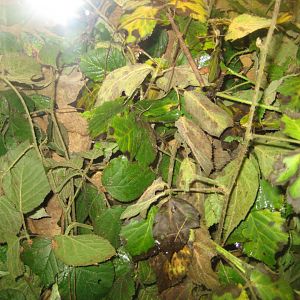 Parc Merveilleux - Amazonia - stick insect exhibit