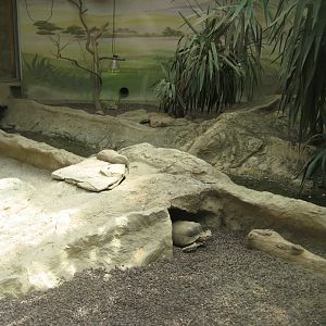 Parc Merveilleux - desert house - African spurred tortoise and fennec fox exhibit