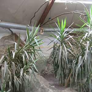 Parc Merveilleux - desert house - African spurred tortoise and fennec fox exhibit