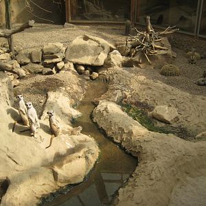 Parc Merveilleux - desert house - meerkat exhibit
