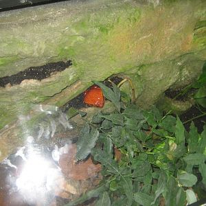 Parc Merveilleux - Mahajanga - tomato frog exhibit