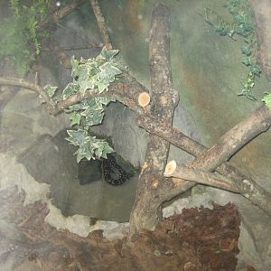 Parc Merveilleux - Mahajanga - Dumeril's boa exhibit