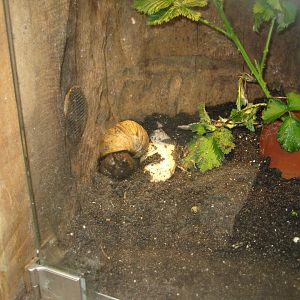 Parc Merveilleux - Mahajanga - giant African land snail exhibit