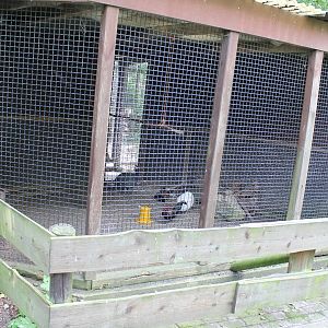 Chicken - Guineafowl aviary