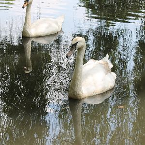 Mute swans