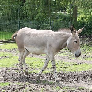 Somali wild ass