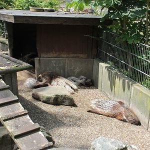 African crested porcupines