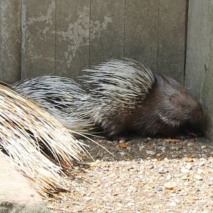 Young African crested porcupines