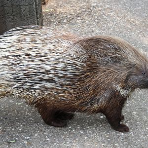 African crested porcupine