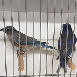 Western Bluebirds