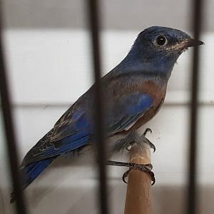 Western Bluebird