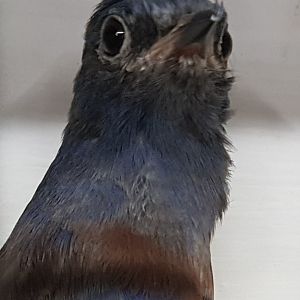 Western Bluebird