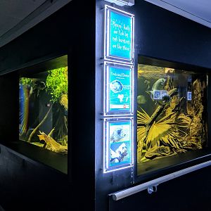 Pinstripe Damba - 11/11/2016