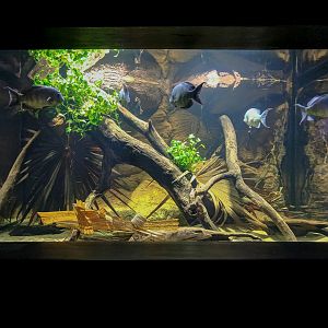 Pinstripe Damba - 11/11/2016