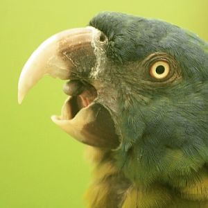 Blue-headed Macaw