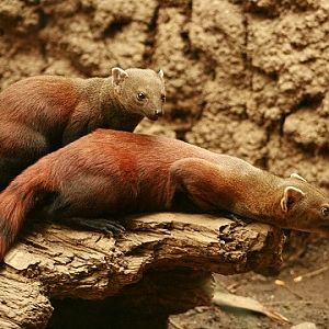 Ring-tailed Mongoose