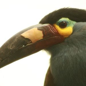 Plate-billed Mountain-toucan