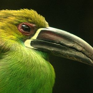 Crimson-rumped Toucanet