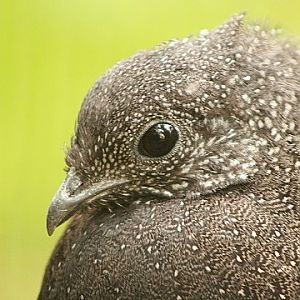 Mountain Peacock-pheasant