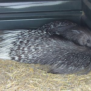 Porcupines
