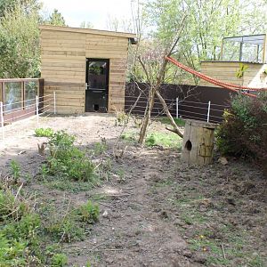 Enclosure Ring-tailed coati